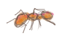 Fire Ant