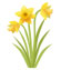 daffodils